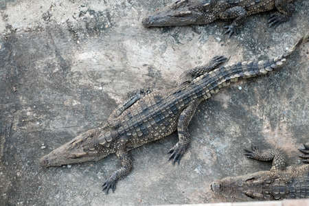crocodileの写真素材