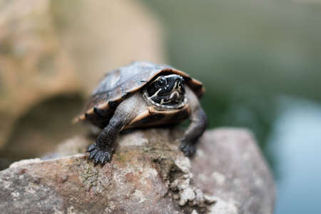 turtleの写真素材