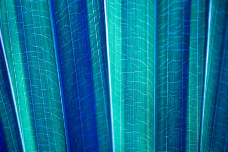 leavesの写真素材