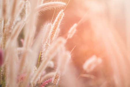 Grass beside the roadの写真素材