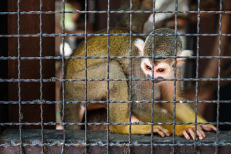 Monkey Cageの写真素材