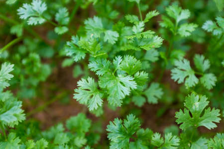 seedlingの写真素材