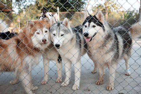 Siberian Husky puppyの写真素材