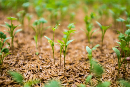 seedlingの写真素材