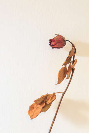 Old dried red rose isolated against a white background.Lifeless rose flower on white.の写真素材