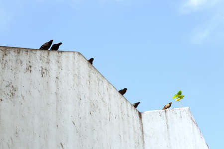 black pigeons on eaveの写真素材