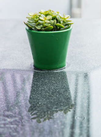 green cute succulent on tableの写真素材