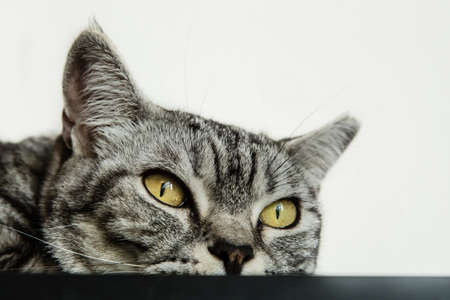 cute cat rest on table closeupの写真素材