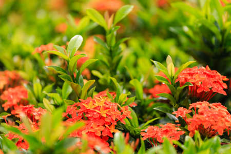 Flowers on a background blur.Close up flowers background