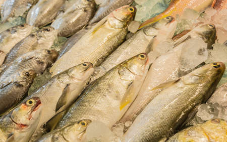 Fresh fish sale at the dock seafood market