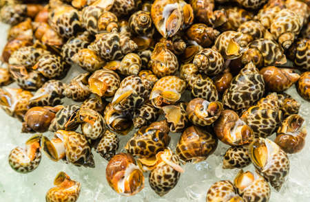 sea couch on sale in market backgroundの写真素材