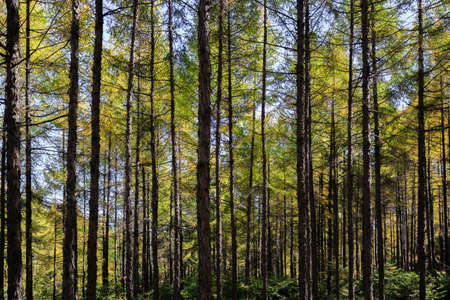 pine trees in the forest background viewの写真素材