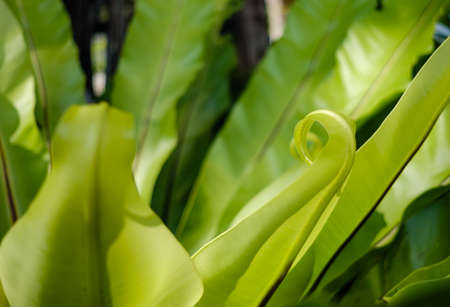 Closeup leaves Asplenium scolopendrium, known as hart's tongue