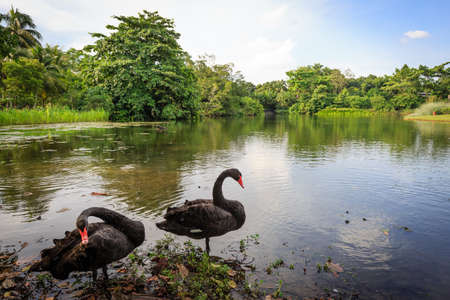 shots of black swans on a lake in forestの写真素材