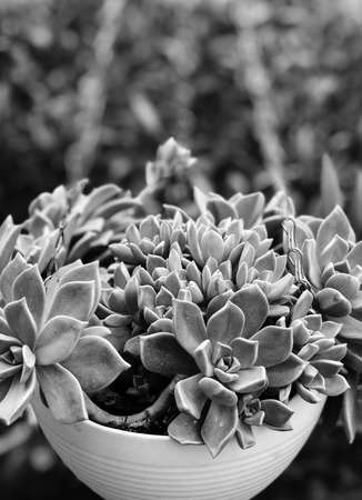 Close up detail view of succulent plantsの写真素材