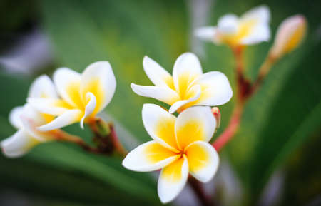 Flowers are blooming In the breeding season Has a green foliage background.white and yellow Plumeriaの写真素材