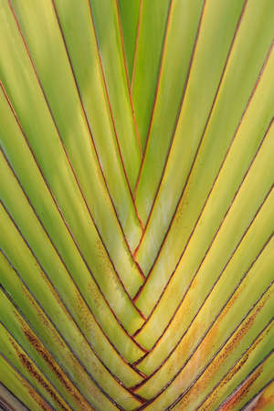 tropical plants and leaves closeup backgrounds greeneryの写真素材