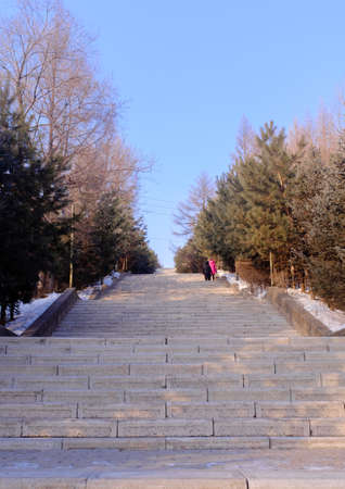 small Mountain climbing steps in pine forestの写真素材