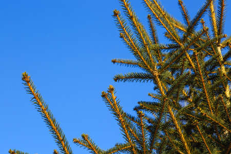 Pine branch in blue sky closeup view