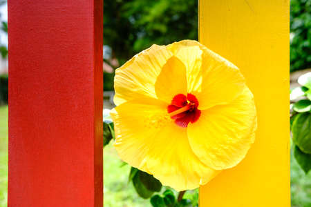 big yellow color flower in garden barrierの写真素材