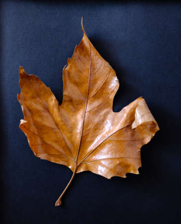 single dry maple leaf on blue background