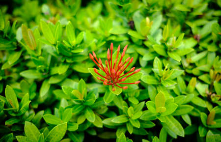 small red flower on green leaf backgroundの写真素材
