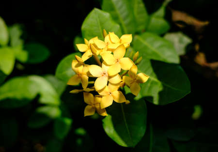 small yellow flower in low light dark backgroundの写真素材