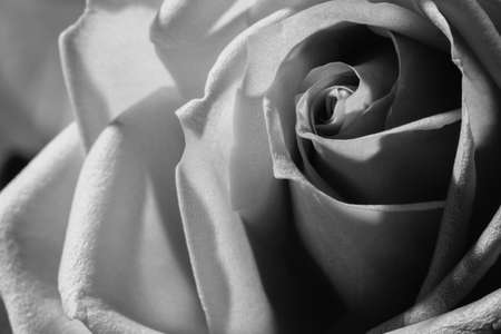 pink lovely rose closeup macro view backgroundの写真素材