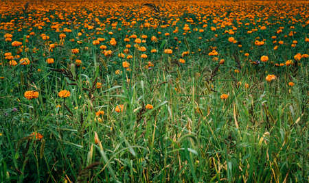 beautiful Sea of Chrysanthemums background day viewの写真素材