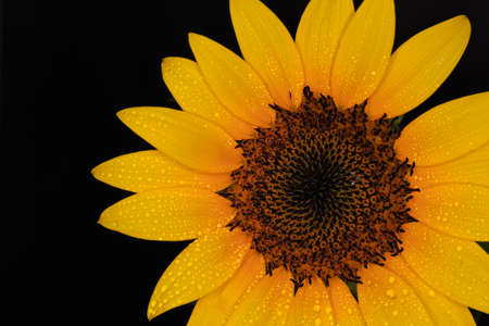 beautiful Flower of sunflower isolated closeup viewの写真素材