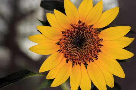 beautiful Flower of sunflower isolated closeup viewの写真素材