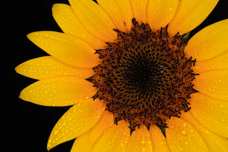 beautiful Flower of sunflower isolated closeup viewの写真素材