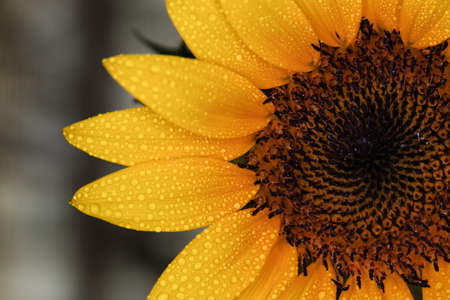 beautiful Flower of sunflower isolated closeup viewの写真素材