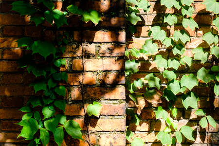 Ivy plant covering red brick wall textureの写真素材