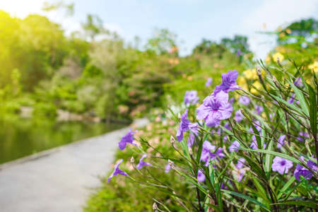 purple color wild flower in a park at stream side running roadの写真素材
