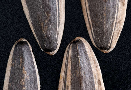 macro sunflower seeds with clipping path isolated on blackの写真素材