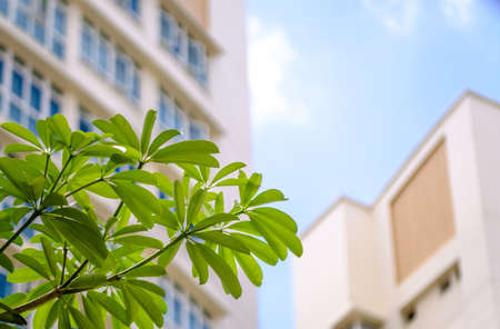 image blur background of green plant decor outside residential buildingの写真素材
