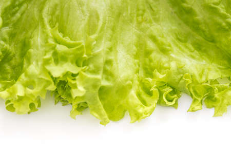 Beautiful Homegrown lettuce leaf on white backgroundの写真素材