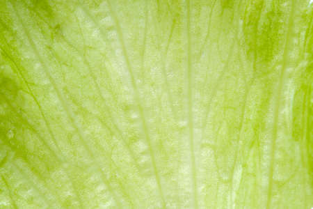 Beautiful Homegrown lettuce leaf closeup detail backgroundの写真素材