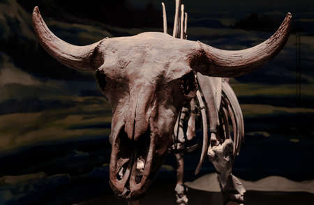 full skull of bull specimen display setの写真素材