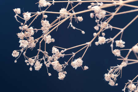 closeup view of Dried Gypsophila bouquet on blue backgroundの写真素材