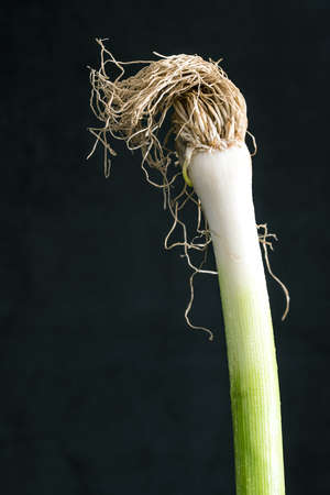 dry green Leek with roots on dark backgroundの写真素材