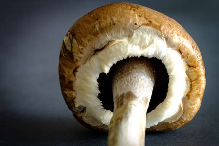 Fresh champignon mushroom on dark background, closeup. Space for textの写真素材