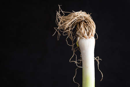 dry green Leek with roots on dark backgroundの写真素材