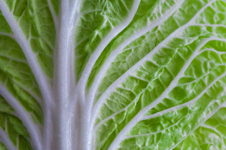 leaf of fresh chinese cabbage or napa cabbage textureの写真素材