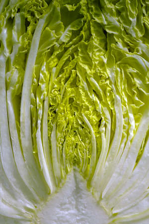 close up fresh chinese cabbage on a white backgroundの写真素材