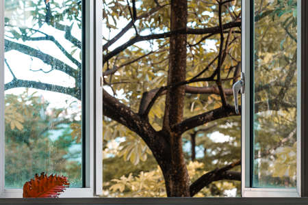 Window with a beautiful tropical tree viewの写真素材