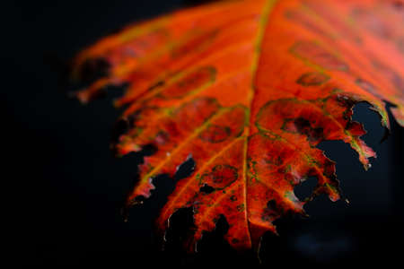 Isolated colorful autumn leaf closeup macro viewの写真素材