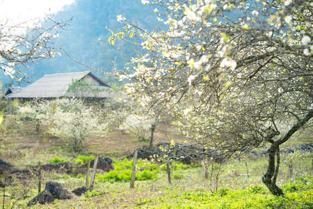 Blooming plum tree seasonのeditorial素材