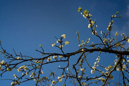 Branch of blooming plum